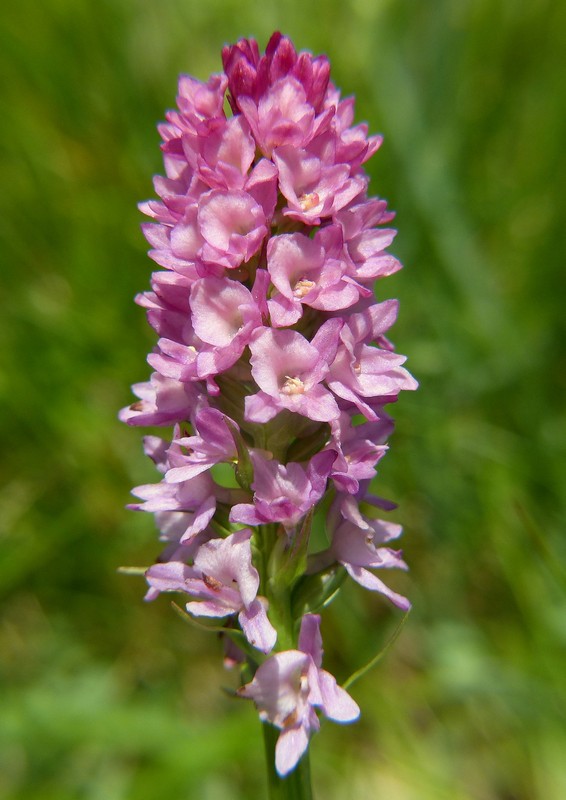 Una giornata a Valparola. Dactylorhiza, Nigritella e grandi montagne!